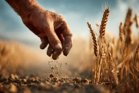 A hand sowing a seed and a full-grown wheat stalk a metaphor for what goes around comes around in the Bible