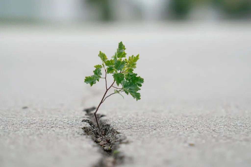 A plant growing through concrete illustrating the answer to the FAQ on dont give up Bible scriptures A plant growing through concrete illustrating the answer to the FAQ on dont give up Bible scriptures