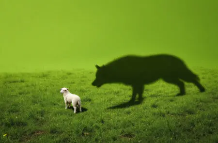 a sheep casting the shadow of a wolf symbolizing what the bible says about discernment and recognizing deception