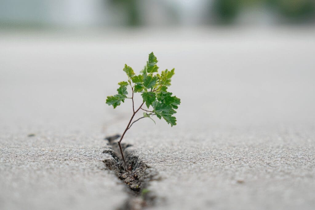 A plant growing through concrete illustrating the answer to the FAQ on dont give up Bible scriptures